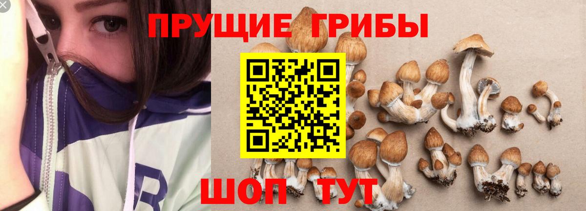 Гудермес  Галлюциногенные грибы Psilocybine cubensis  Вход с VPN  Псилоцибиновые грибы мухоморы 
